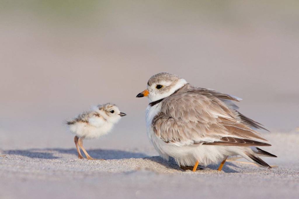 RIMS Piping Plover Protection